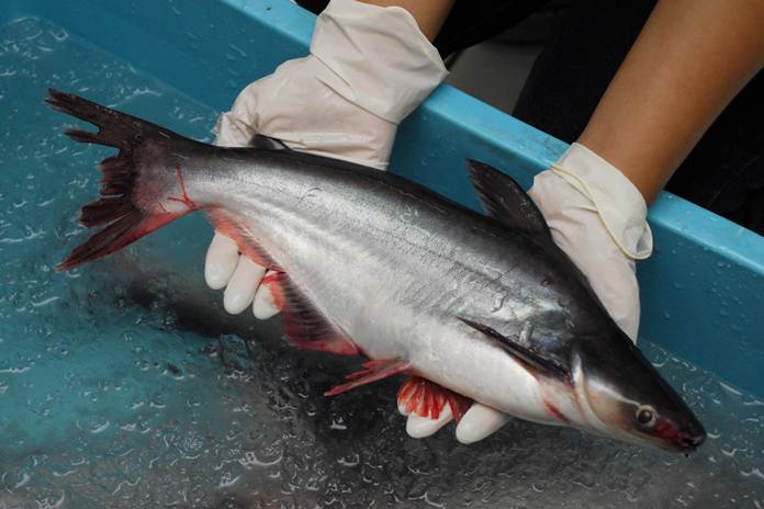 Inilah 3 Umpan Memancing Patin Di Pemancingan